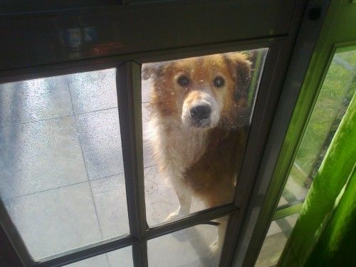 Fotolog de vivianaram6: Mi Perro